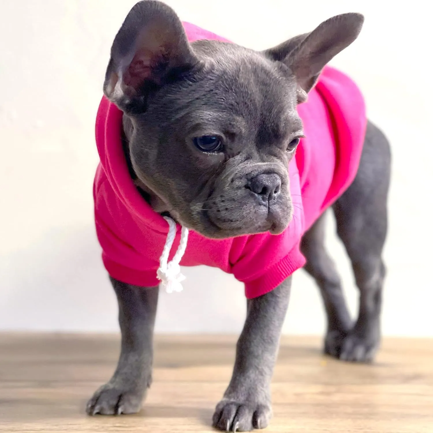 Baby Security in Training Pullover Fleece Lined Dog Hoodie with Leash Hole Sweatshirt (Royal)